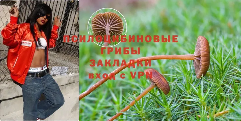 shop наркотические препараты  Галич  Псилоцибиновые грибы Psilocybine cubensis  купить  цена 